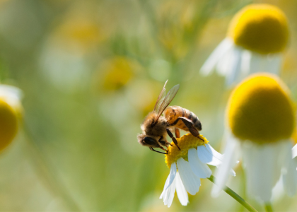 une abeille sur une fleur 