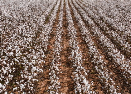 culture coton eau pesticides environnement