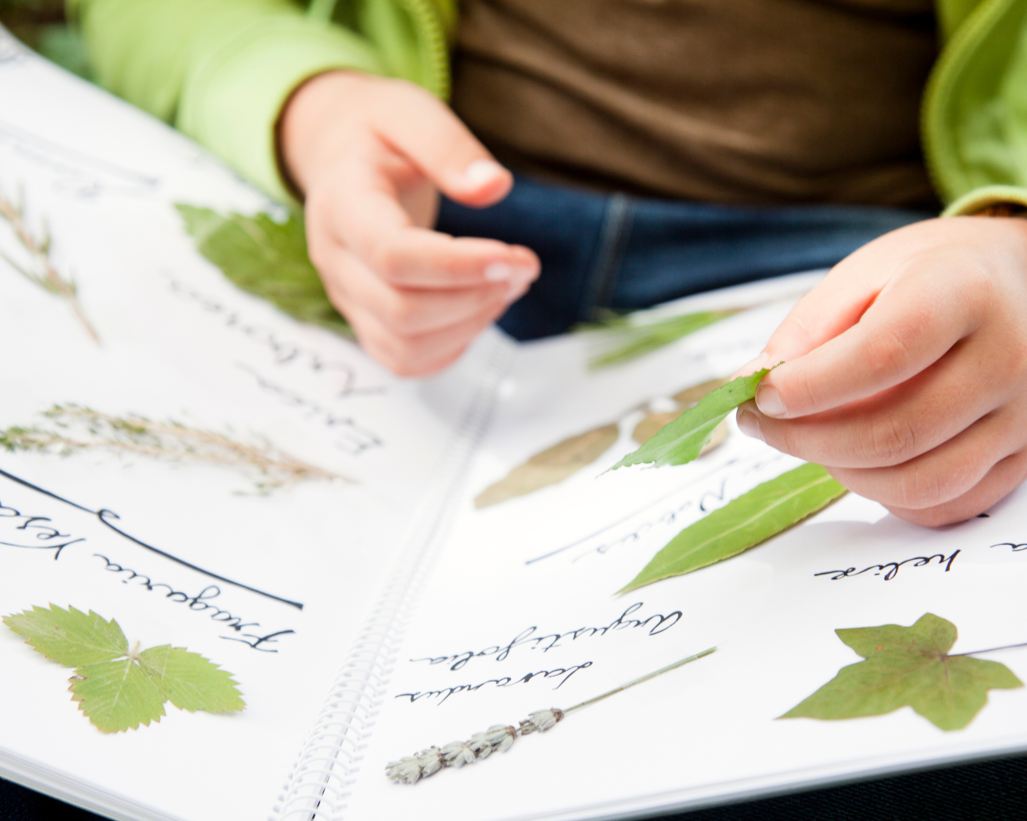 herbier environnement enfant sensibilisation